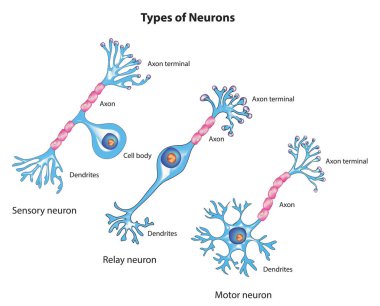 Nöron türleri, nöron sınıflandırması, nöron türleri