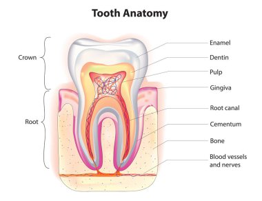Diş anatomisi, diş diyagramı, diş yapısı.