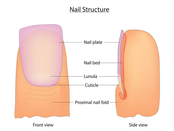 Биологическая иллюстрация ногтей
