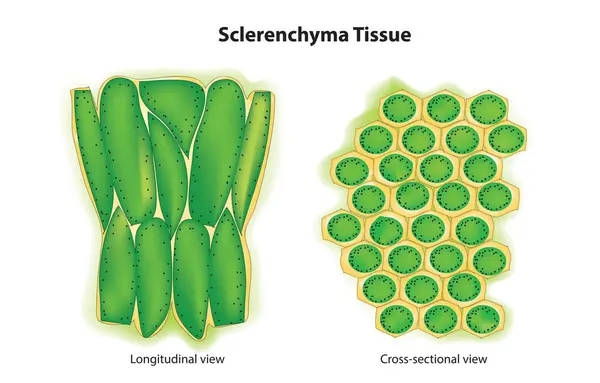 Sklerenksima anatomisi, sklerenksima diyagramı, sklerenksima yapısı, Sclerenchyma dokusu.