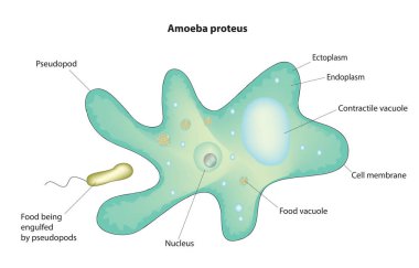 Amoeba and pseudopodia structure clipart