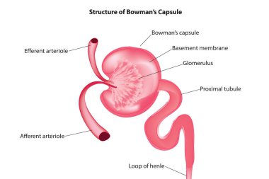 Bowman 'ın kapsül çapraz diyagramı