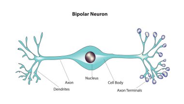 Bipolar neuron -  having both an axon and a dendrite extending from the soma (cell body) in opposite directions. clipart