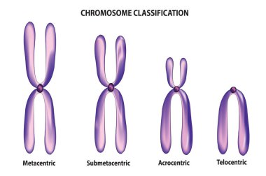 Chromosome Classification - Chromosome types clipart