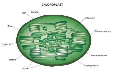 Chloroplast diagram anatomy structure illustration clipart