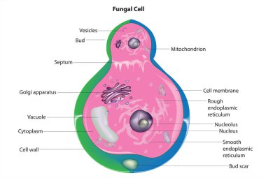 Mantar hücre anatomisi çizimi