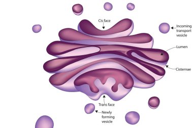 Golgi body - process and package proteins and lipid molecules, especially proteins destined to be exported from the cell clipart