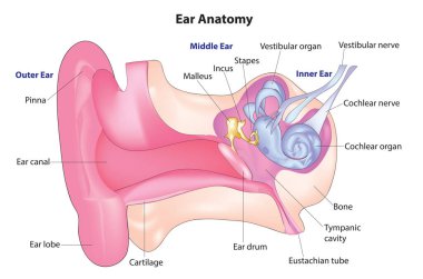 İnsan kulağı anatomisi diyagramı