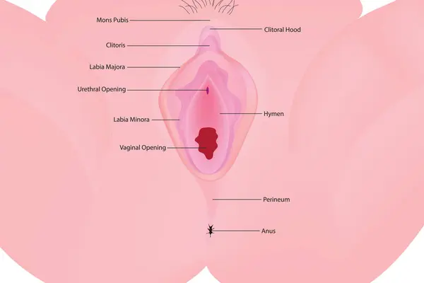 Kadın Dış Genital Organlar