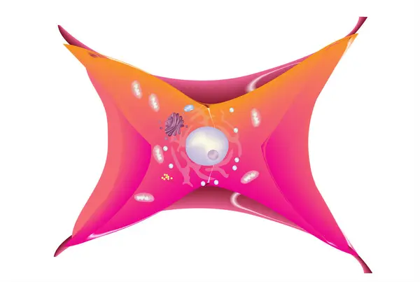 Fibroblast anatomi diyagramı çizimi