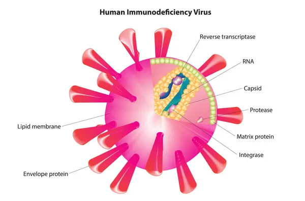 HIV - İnsan Bağışıklık Yetmezliği Virüsü