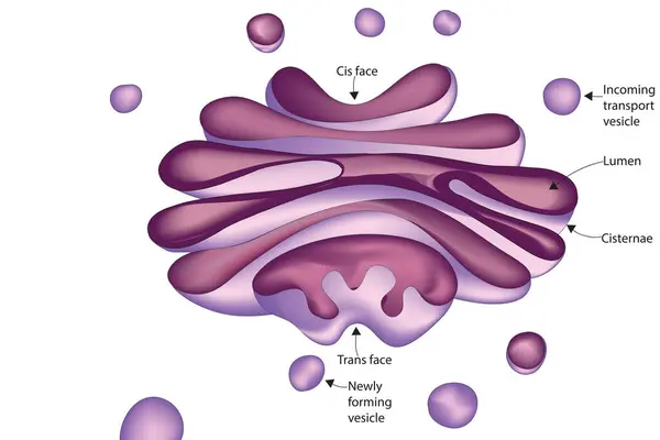Golgi gövdesi - proteinler ve lipid molekülleri, özellikle hücreden ihraç edilecek proteinler, işlem ve paket