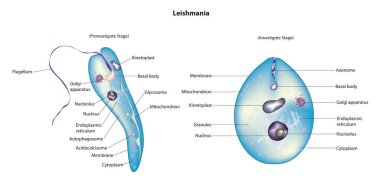 Leishmania promastigotları aşama aşama ele alır.