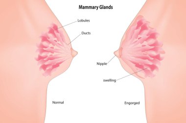 Mammary Glands and milk ducts clipart