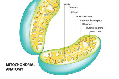 Mitokondri - membrana bağlı hücre organeli