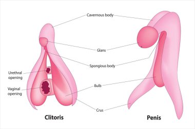 penis and clit anatomy