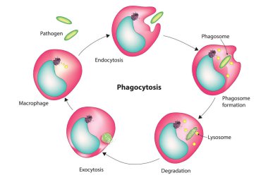 Fagositoz diyagramı (Phagocytosis prosedürü)