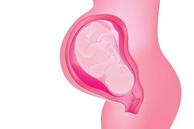 pregnancy - cross section of fetus clipart