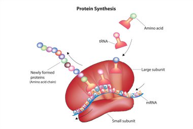 Protein Synthesis -  Protein translation by ribosome clipart