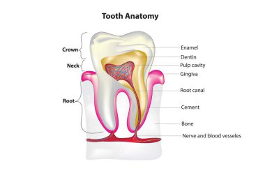 Diş Anatomisi, Dişin Biyolojik Anatomisi, Diş Diyagramı, Diş Yapısı