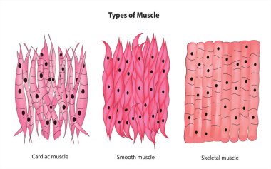 Muscle types, Muscle anatomy, Muscle classification, Types of Muscle, Muscle types in human body, Human muscle tissues. clipart