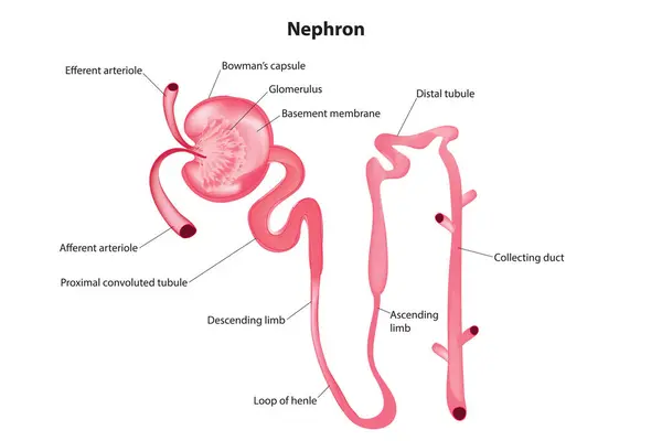 Bowman kapsülü - Nephron diyagramı