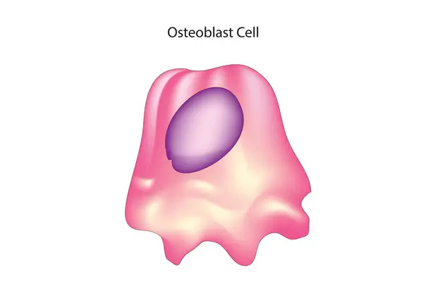 Osteoclast hücre - kemik hücreleri