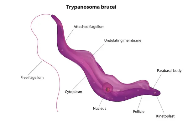 Trypanosoma brucei anatomisi, Trypanosoma brucei yapısı, Trypanosoma brucei diyagramı