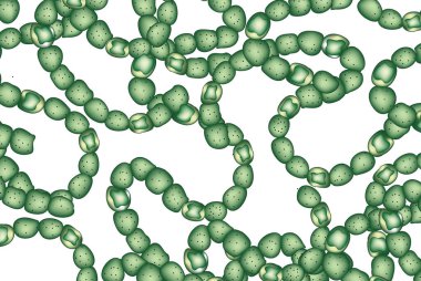 Siyanobakteriler bitkiler ve alglere benzer şekilde oksijenik fotosentez yapabilirler. Güneş ışığını yakalamak, karbondioksit ve suyu glikoz ve oksijene dönüştürmek için klorofil ve diğer pigmentleri kullanıyorlar..