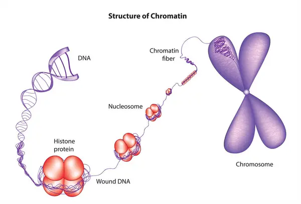 Kromatin, ökaryotik hücrelerin çekirdeğinde kromozom oluşturan DNA ve proteinlerin karışımıdır. Kromatinin yapısı dinamiktir ve gen ifadesini ve DNA kopyalanmasını düzenleyen değişimlerden geçer..