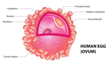 Human ovum diagram (Human egg) clipart