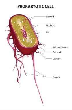 Prokaryotik Hücre - prokaryotik Hücrenin yapısı