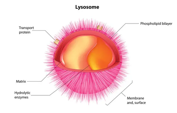 Lysosome yapı anatomisi diyagramı