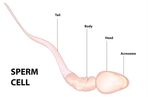 Sperm yapısı (sperm anatomisi ve yapısı)