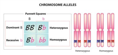 Homozigot ve Heterozigot arasındaki fark. Tek bir DNA bölgesindeki diploid bir organizmanın genotipi. Vektör çizimi. Didactic illüstrasyon