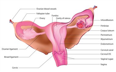 Kadın üreme sistemi diyagramı şematik vektör çizimi. Tıp bilimi eğitimsel illüstrasyon