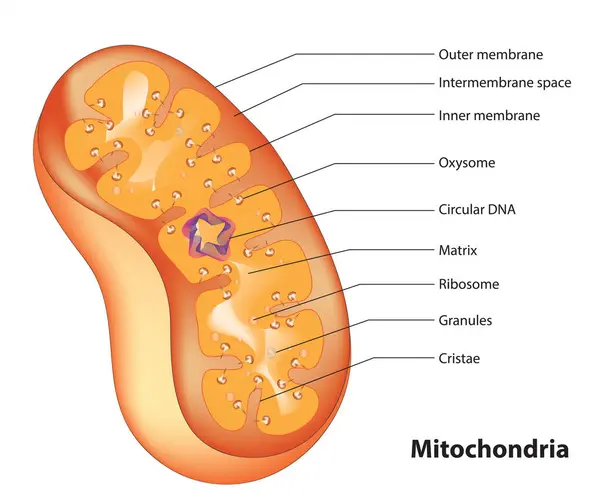 Mikrobiyoloji Yapısı Mitokondrisi Diyagramı 