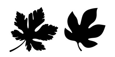 Two Distinct Leaf Silhouette vector on  a White Background clipart