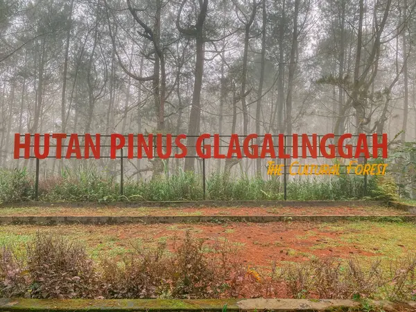 Kintamani, Bali 'deki Glagalinggah Çam Ormanı. Kültürel Orman İmza Panosu ile işaretlenmiş. Bu sakin yer, yüksek çam ağaçlarının arasında huzurlu bir geri çekilme imkanı sunuyor..