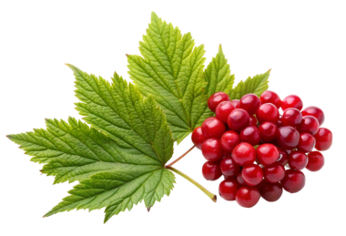 Yeşil yapraklı taze kırmızı frenk üzümü beyaz arka planda, üst tarafta, düz yerde.