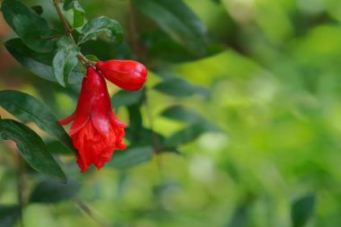 Bebek cüce nar, Punica granatum olarak bilinir, yeşil arkaplanlı nar çiçekleriyle.