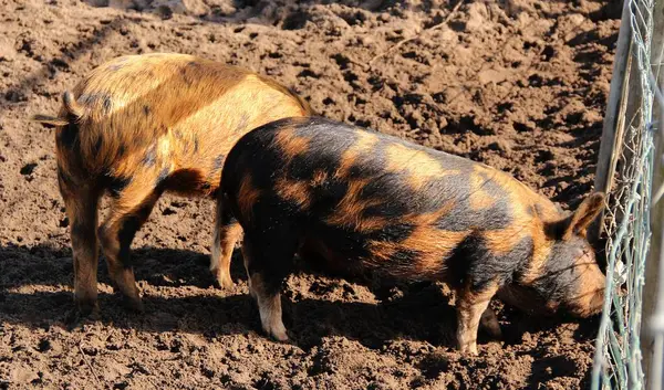 stock image Pig in a farm in Western Australia