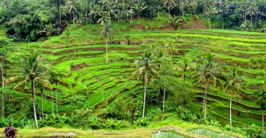 Bali, Endonezya 'da Tegallalang terası
