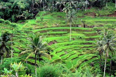 Bali, Endonezya 'da Tegallalang terası