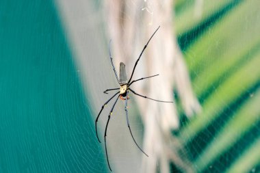 Avustralya 'nın Cairns şehrinde Altın Küre örümceği