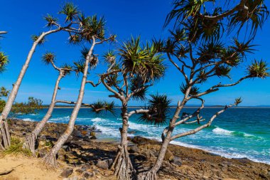 Noosa Ulusal Parkı Sahil Hattı, Queensland, Avustralya