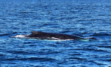 Batı Avustralya, Augusta 'da balina izleme