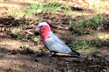 Batı Avustralya 'daki Kalın Park' ta Kakadu Galası