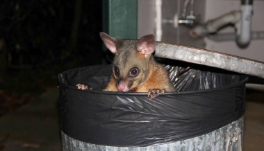 Sidney, Avustralya 'da sıçan.