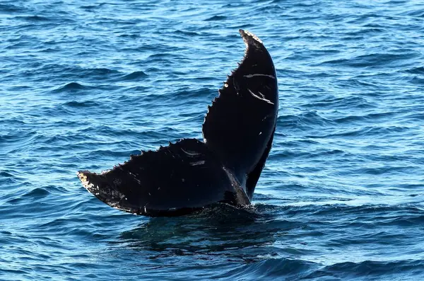 stock image Whale watching in Augusta, Western Australia